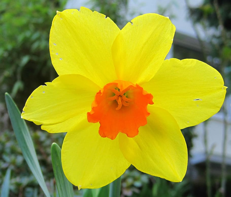narcissus, full bloom, daffodil, spring, yellow-and orange daffodil HD wallpaper