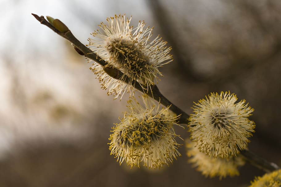 it's, nature, flower, spring, willow, plant, close-up, thorn HD wallpaper