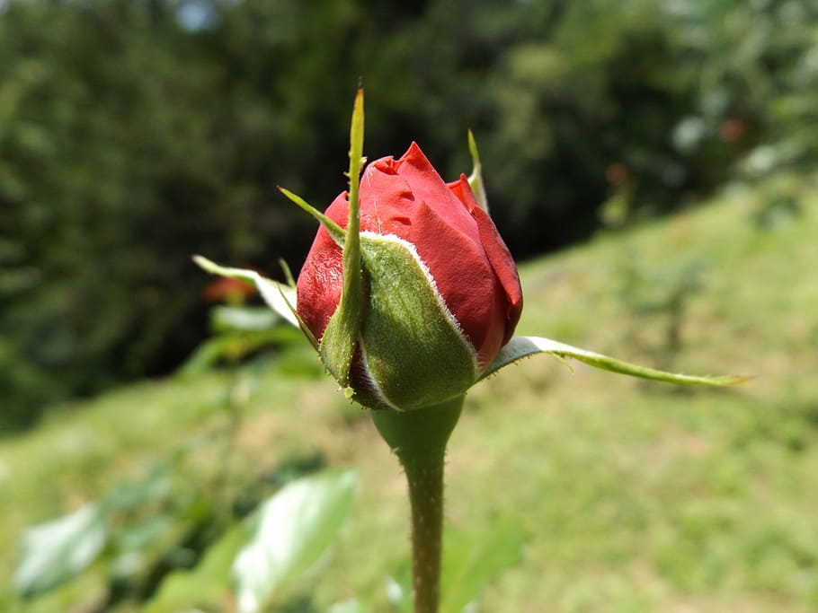 the, rosa, red, hard, flower, plant, flowering plant, beauty in nature HD wallpaper