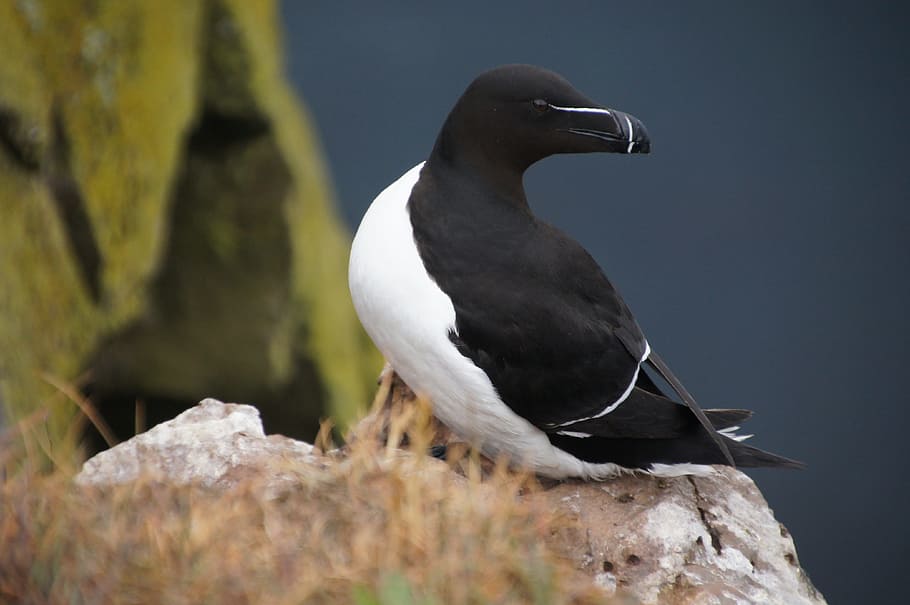 bird, iceland, cliff, animals in the wild, animal themes, animal wildlife HD wallpaper