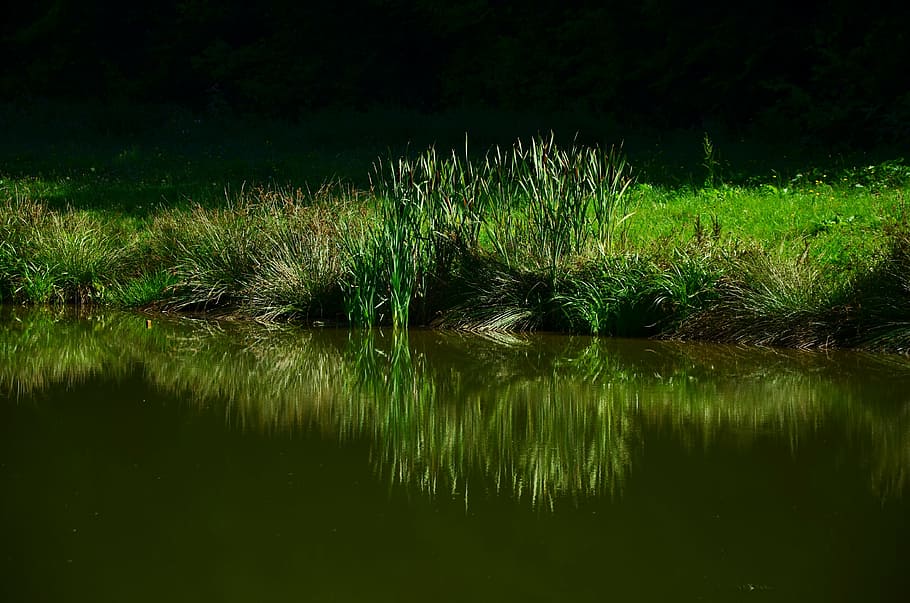 green plants beside body of water at daytime, grass, meadow HD wallpaper