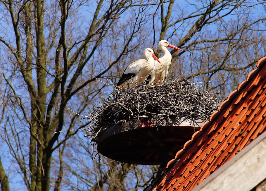 two white birds on nest near bare tree at daytime, storks, animals HD wallpaper
