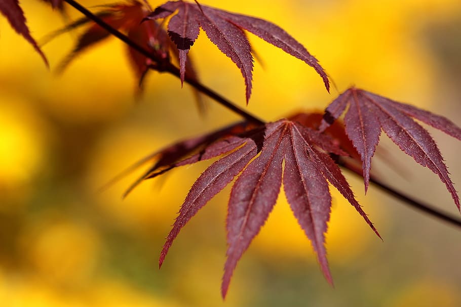 nature, maple, autumn, foliage, leaf, forest, tree, season HD wallpaper