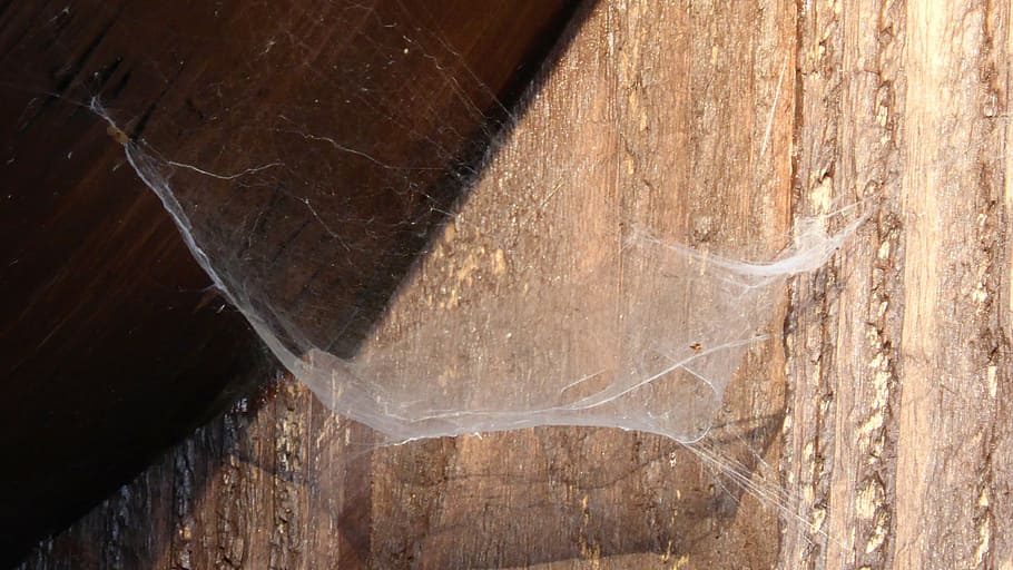 cobweb, network, spider, nature, wood, close-up, wood - material HD wallpaper
