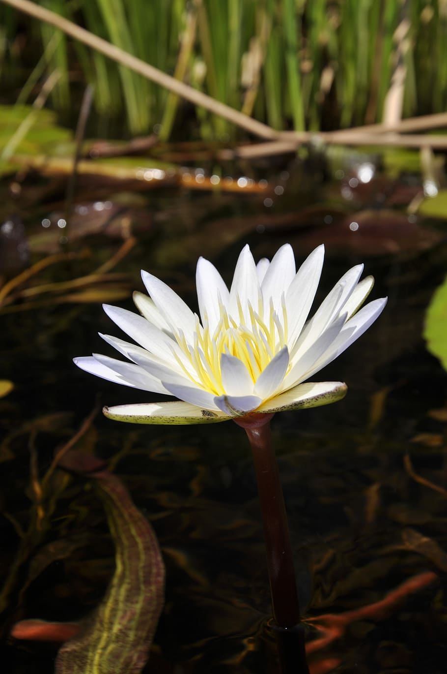 Water Lily, Lily, Flower, Flora, Aquatic, white, waterlily, HD wallpaper