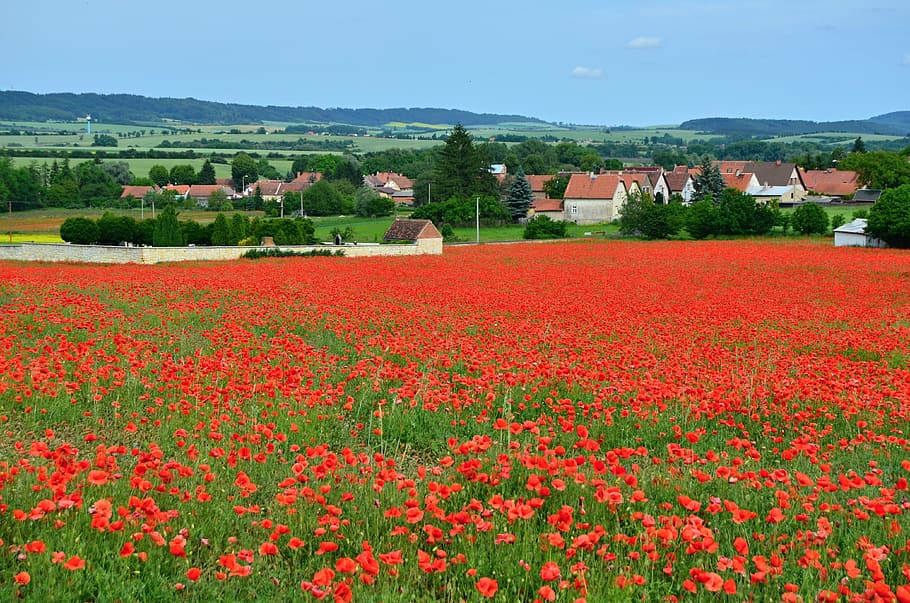 Poppies, Field, Red Weed, Village, landscape, cemetery, nature, HD wallpaper