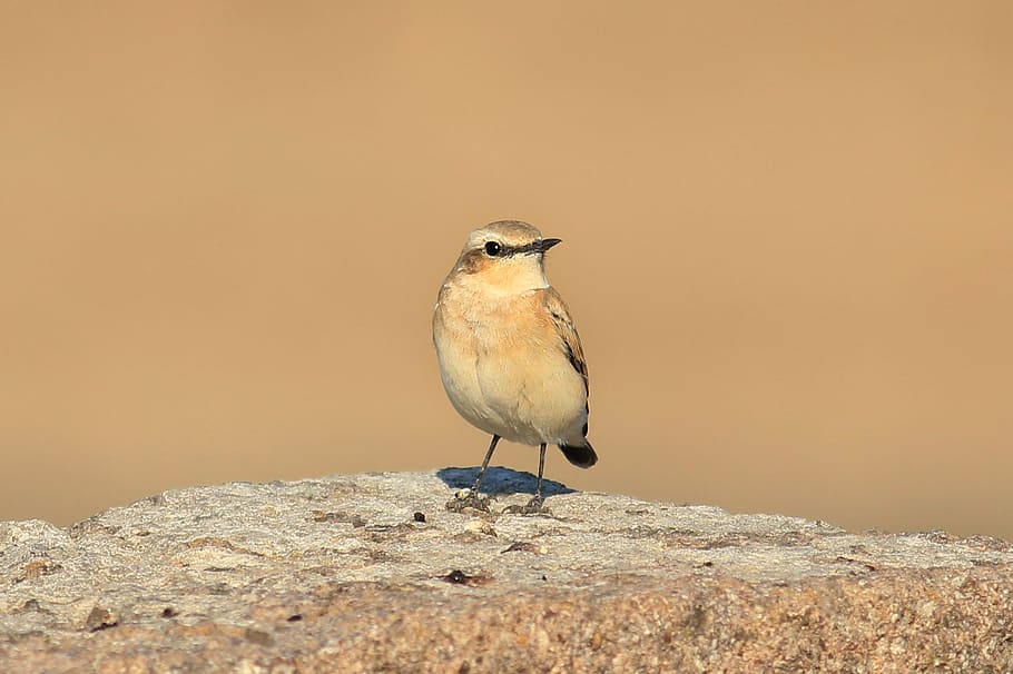 Bird, Gray, Wheatear, gray wheatear, cute, scott, nature, isabella to the wheatear HD wallpaper