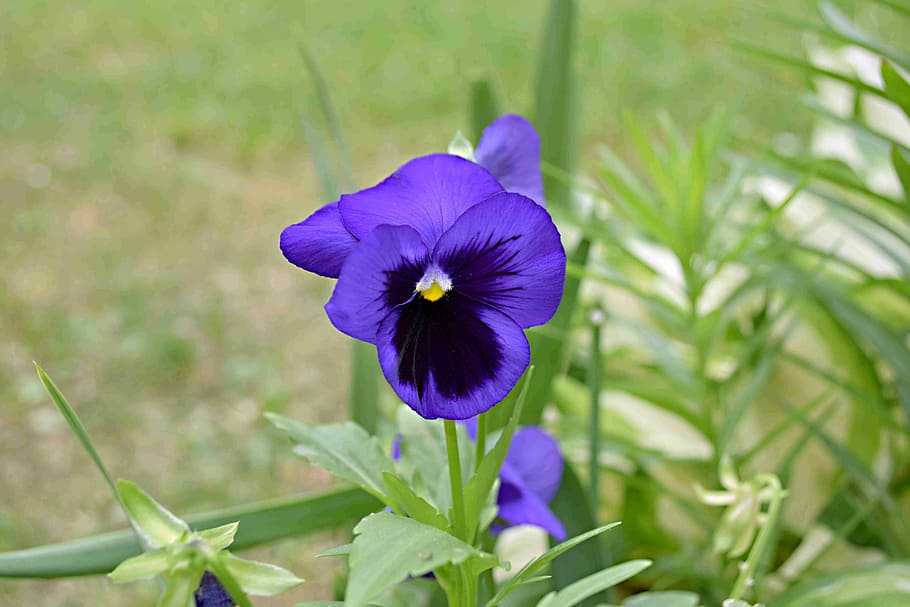 flower, meadow, flowering plant, freshness, purple, beauty in nature HD wallpaper