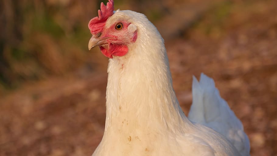 hunn, hen, poultry, bird, animal, farm, poultry country life HD wallpaper