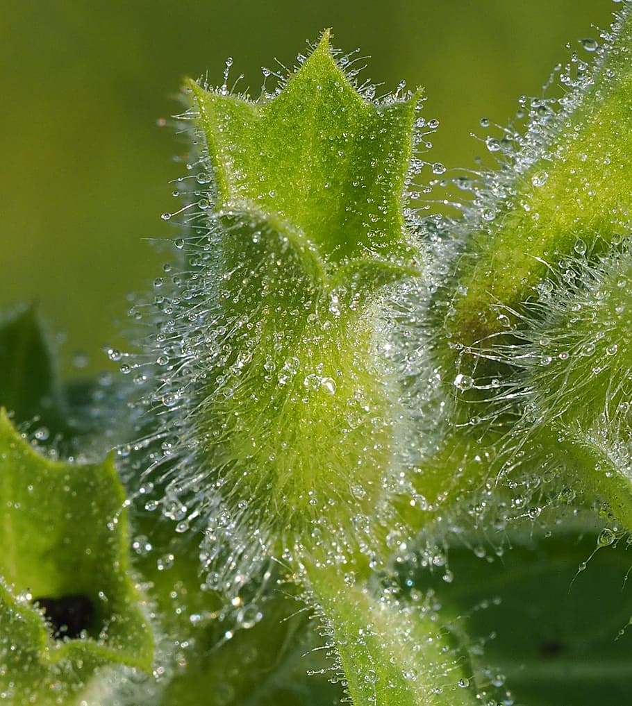 plant, weed, dewy, cup, flower, green, close-up, green color HD wallpaper