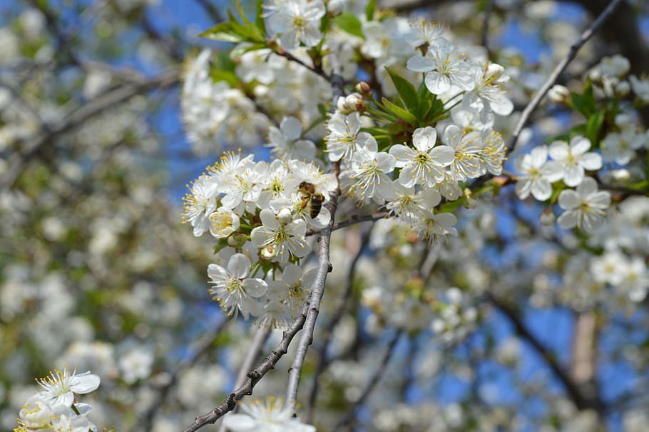spring, bloom, cherry, nature, garden, flower, flowering plant HD wallpaper