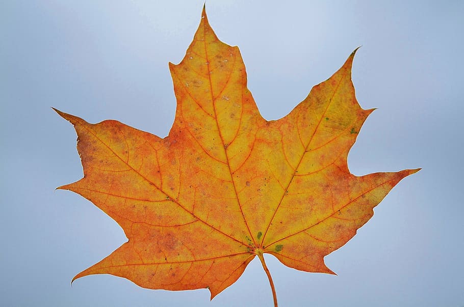 yellow maple leaf, nature, garden, macro, detail, plants, beautiful HD wallpaper