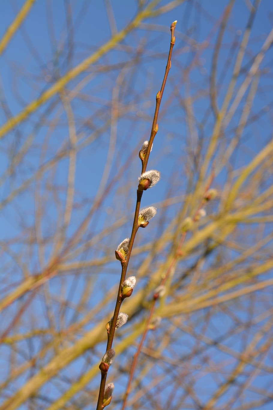 budding tree, buds, branch, nature, plant, return of spring, HD wallpaper