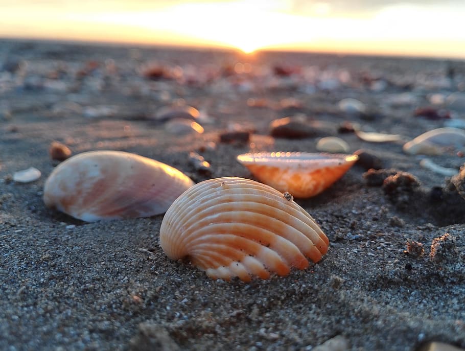 shell, sea, shells, sand, summer, holidays, beach, sandy, tranquility, HD wallpaper