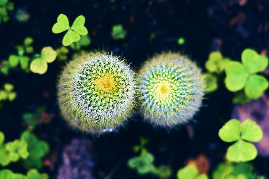 cacti, leaves, macro, plants, flower, cactus, growth, nature HD wallpaper