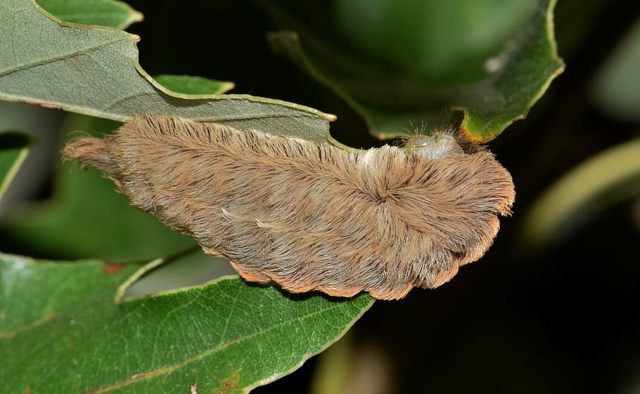 brown fuzzy caterpillar on green leaf, puss caterpillar, flannel moth caterpillar