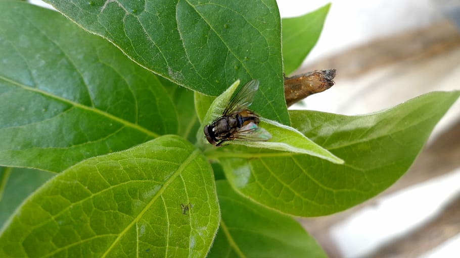 Flower Fly, Plant, Green, Leaves, nature, insects, leaf, one animal HD wallpaper