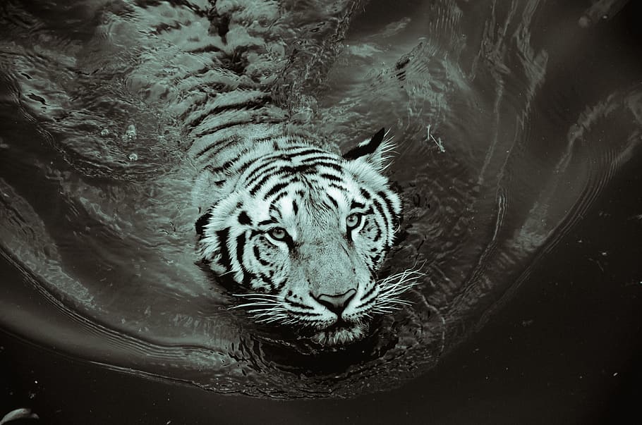 grayscale photo of swimming tiger, Tiger, Black, Black And White