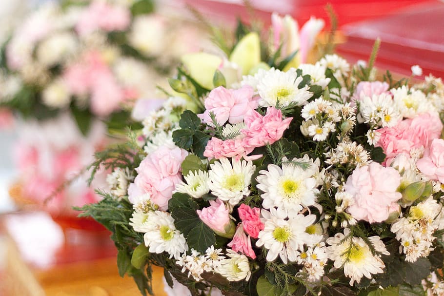 gerbera flowers, spring, white, pink, bright, summer, decorate HD wallpaper