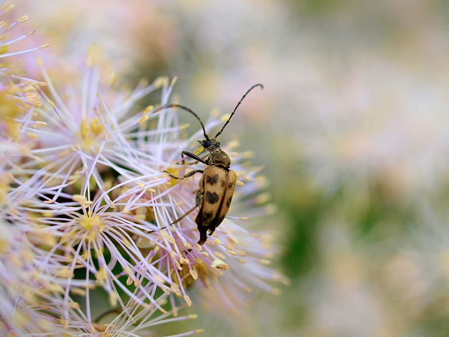 insect, beetle, flower, nature, one animal, animal themes, animals in the wild HD wallpaper
