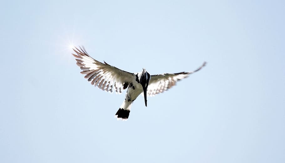 Flight, Bird, Kingfisher, Wings, blue, sky, feathers, graceful HD wallpaper