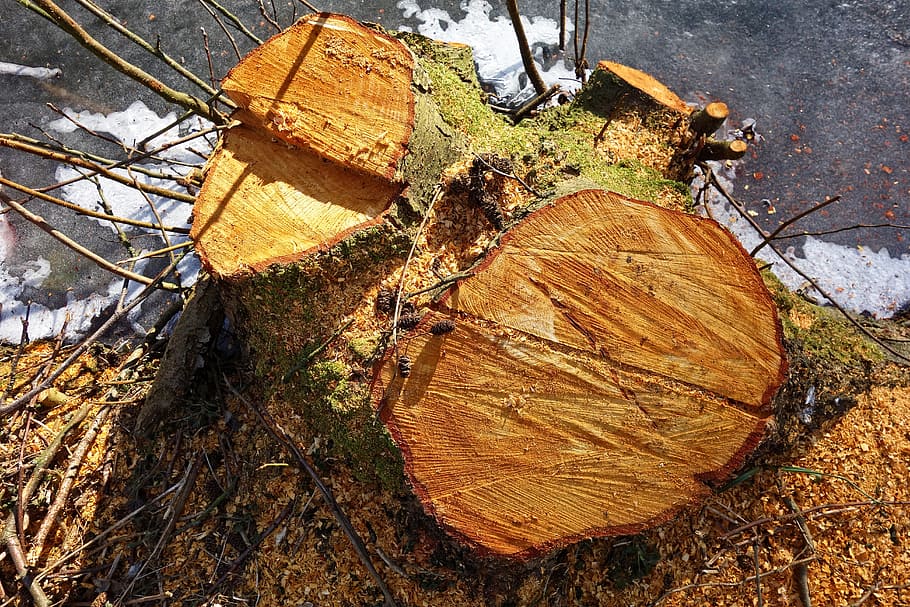 stump, wood, tree, chopped, sawed, chopped down, sawed through HD wallpaper