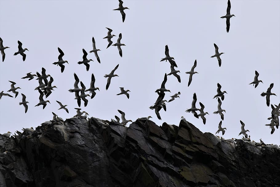 Flight, Soaring, Gannets, Seabird, colony, forth, firth, berwick HD wallpaper