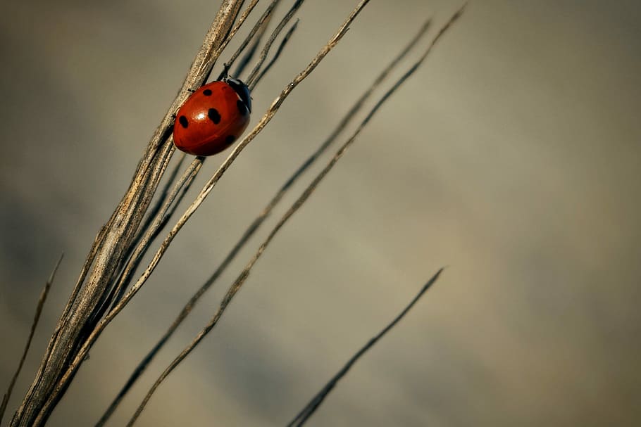 close-up photography of ladybird on grass, ladybug in brown twig HD wallpaper