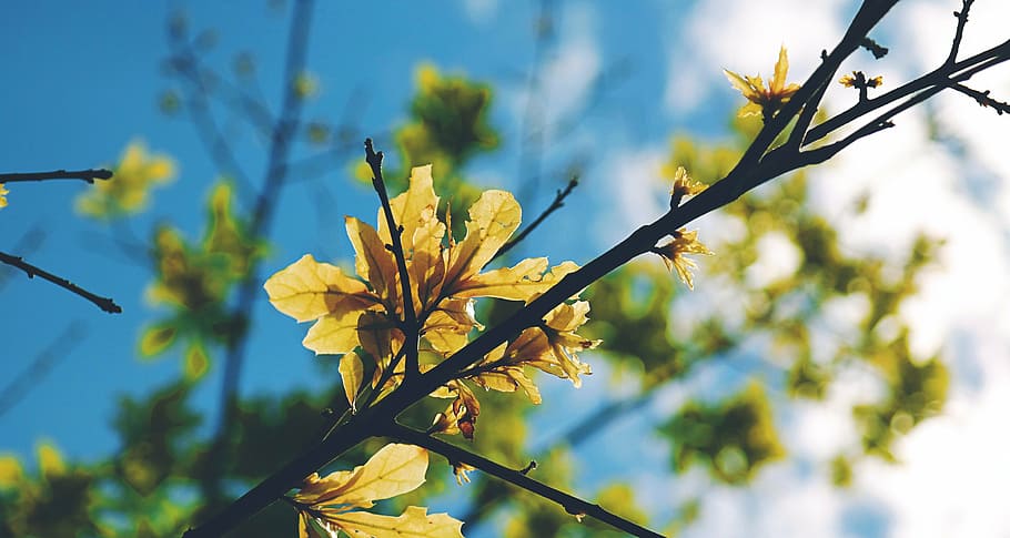 selective-focus photography of maple leaf, branches, hd wallpaper HD wallpaper