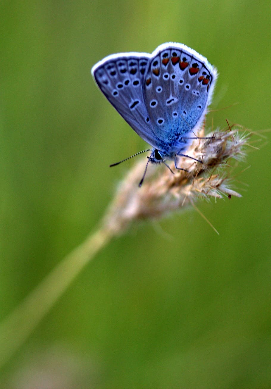 selective focus photo of common blue butterfly perched on brown wheat plant at daytime HD wallpaper