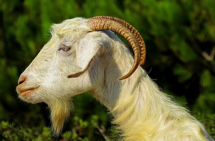 selective focus photograph of goat, capra, goats, fauna, wildlife, HD wallpaper
