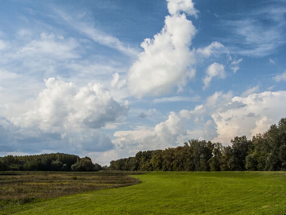 green grass field and trees under cumulus clouds, landscape HD wallpaper