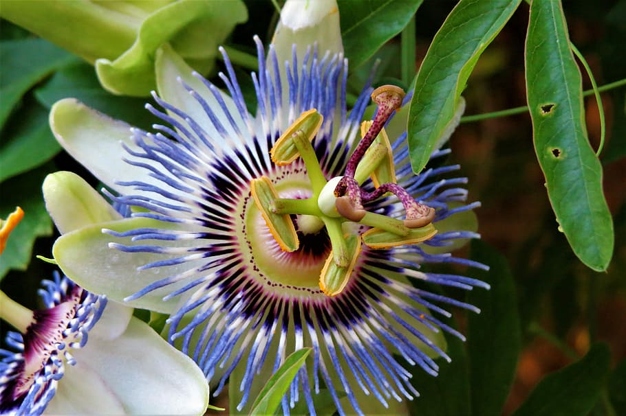 Flower, White, Close Up, blue, green, passion flower, flower head HD wallpaper