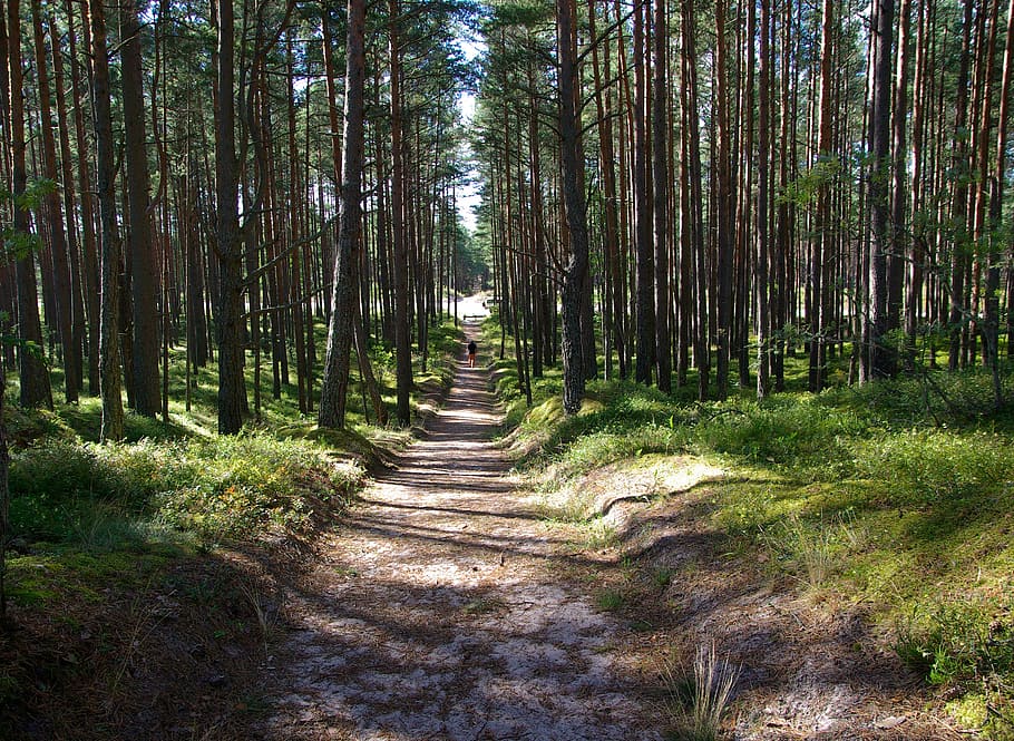 pine forest, trail, sand, trees, plant, land, direction, the way forward HD wallpaper