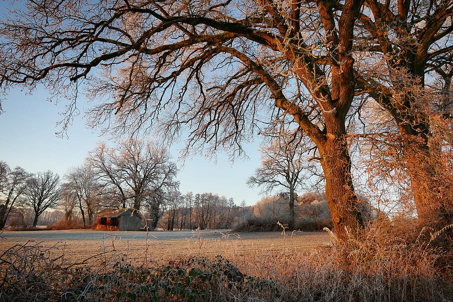 brown tree near road, winter, trees, sunrise, wintry, nature HD wallpaper