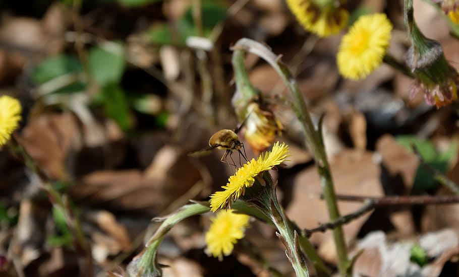 bee on flower, forest dandelion, blossom, bloom, spring, insect HD wallpaper