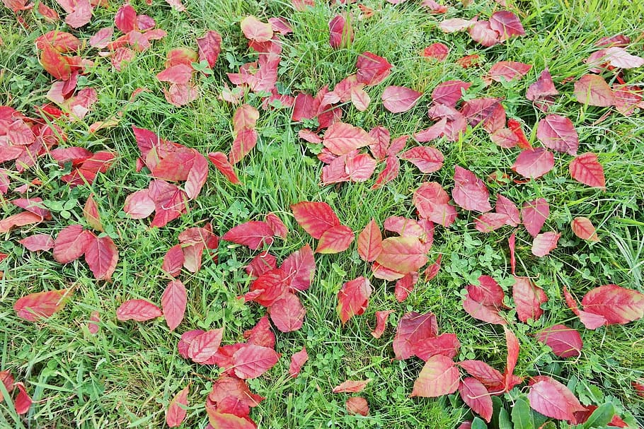leaves, grass, red, green, nature, autumn, fall, leaf, season HD wallpaper