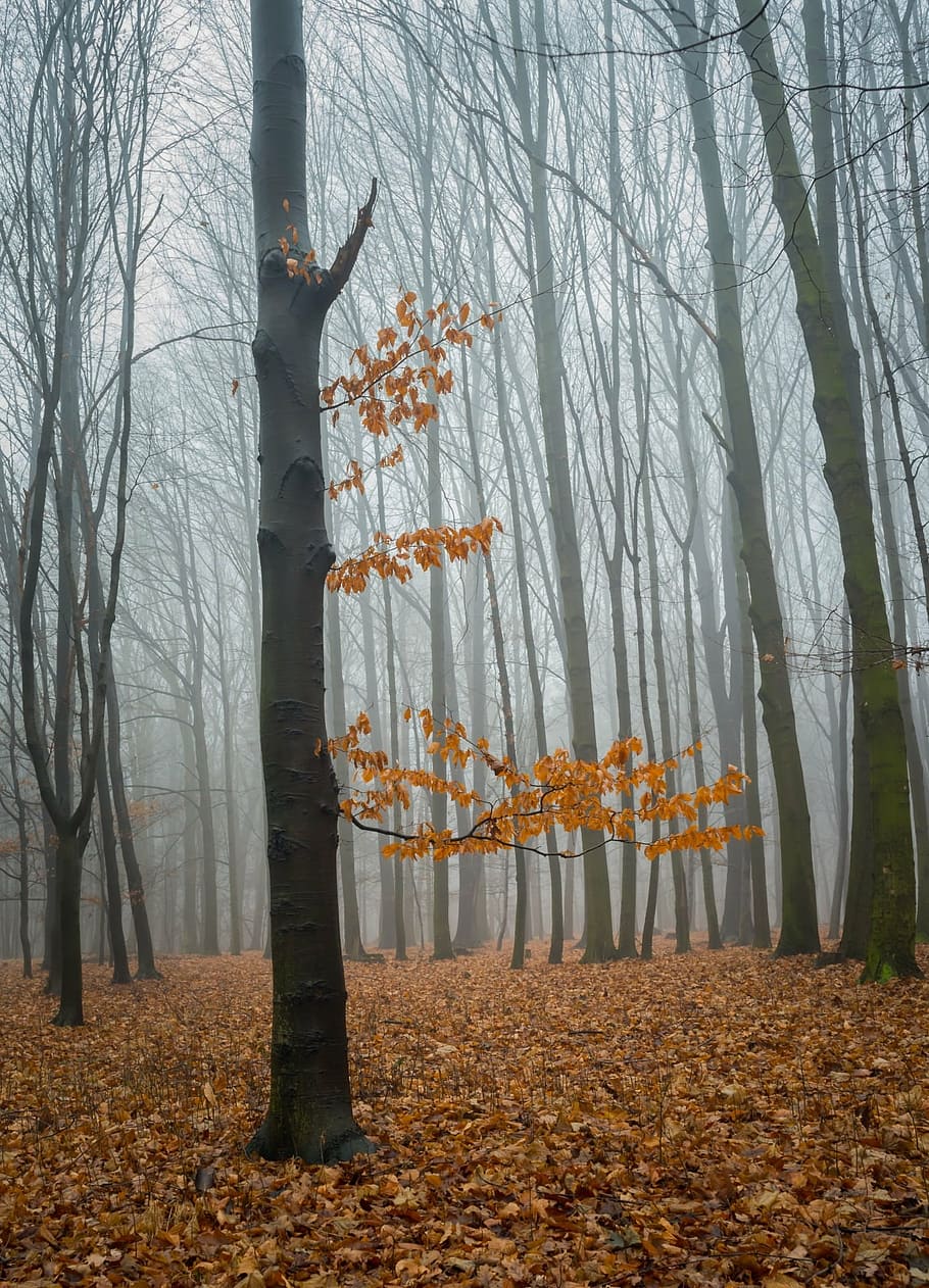fog, forest, nature, tree, winter, leaves, sky, detail, life HD wallpaper