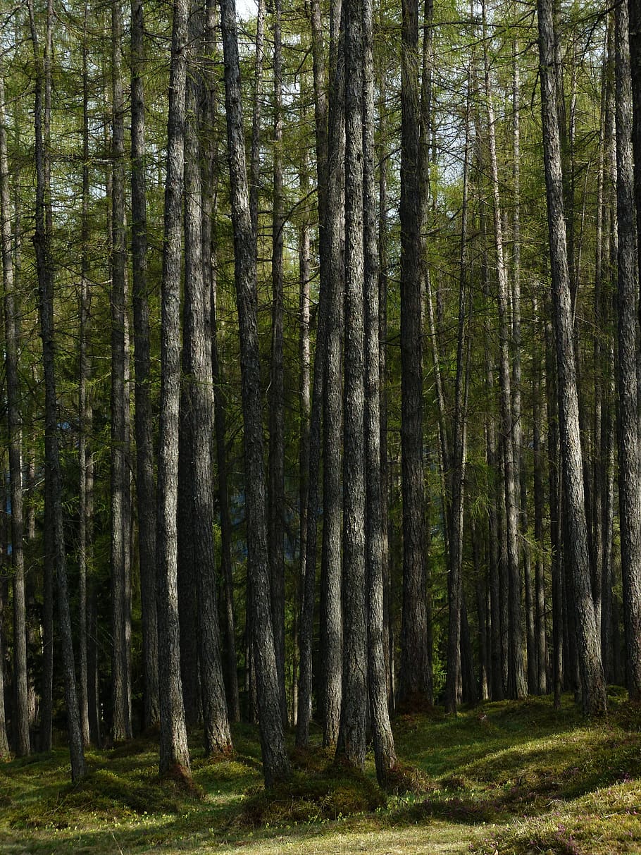 larch forest, tree trunks, strains, fairy tale forest, larix HD wallpaper