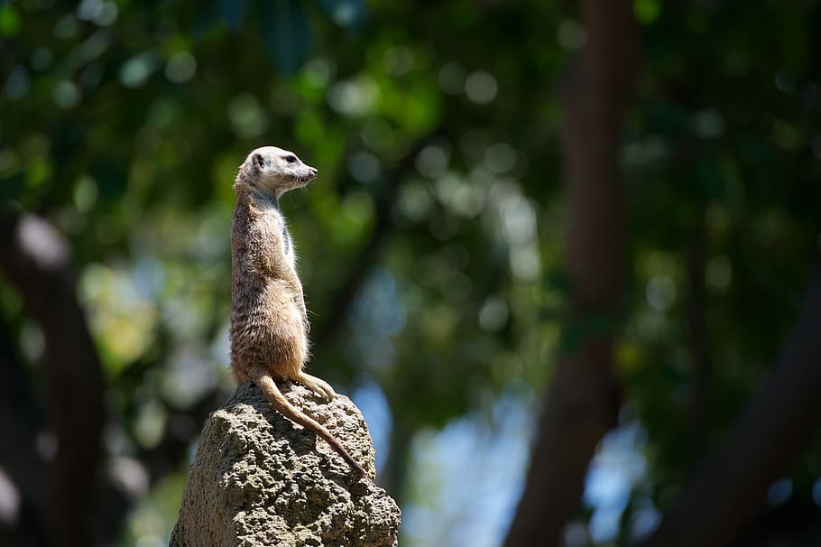 meerkat standing on gray stone selective focus photography, meerkat, animal, mammal, rock, upright, africa