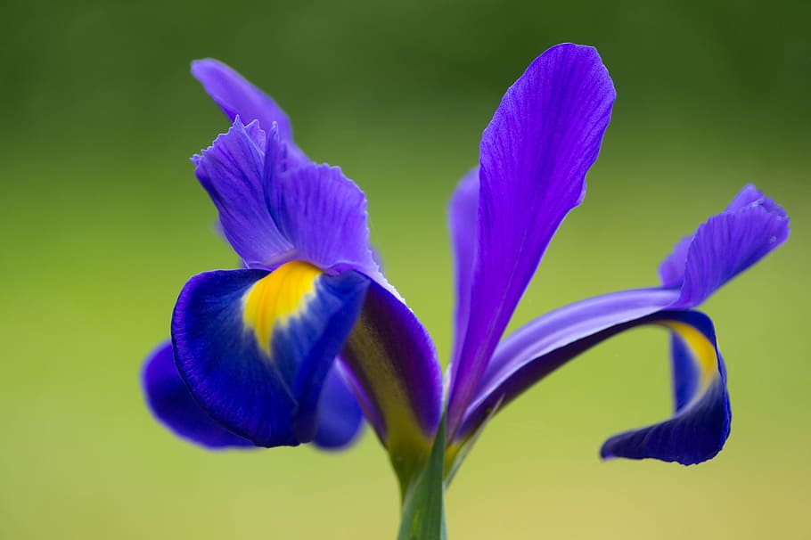 purple and yellow flower, iris, mauve, blossom, plant, petal HD wallpaper