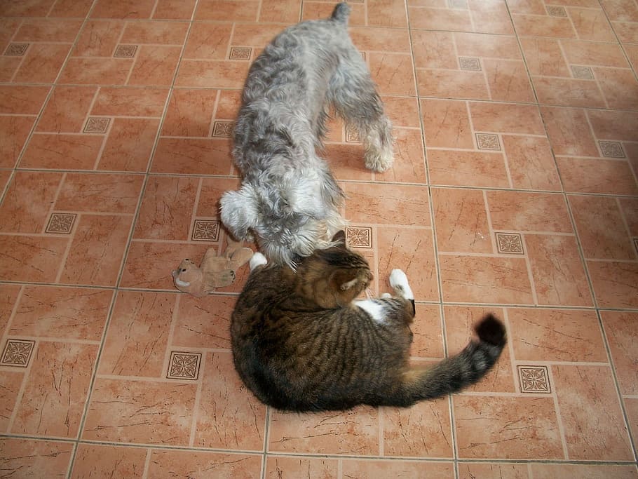 Dog, Cat, Pet, Pets, Domestic, Feline, canine, kitten, together HD wallpaper
