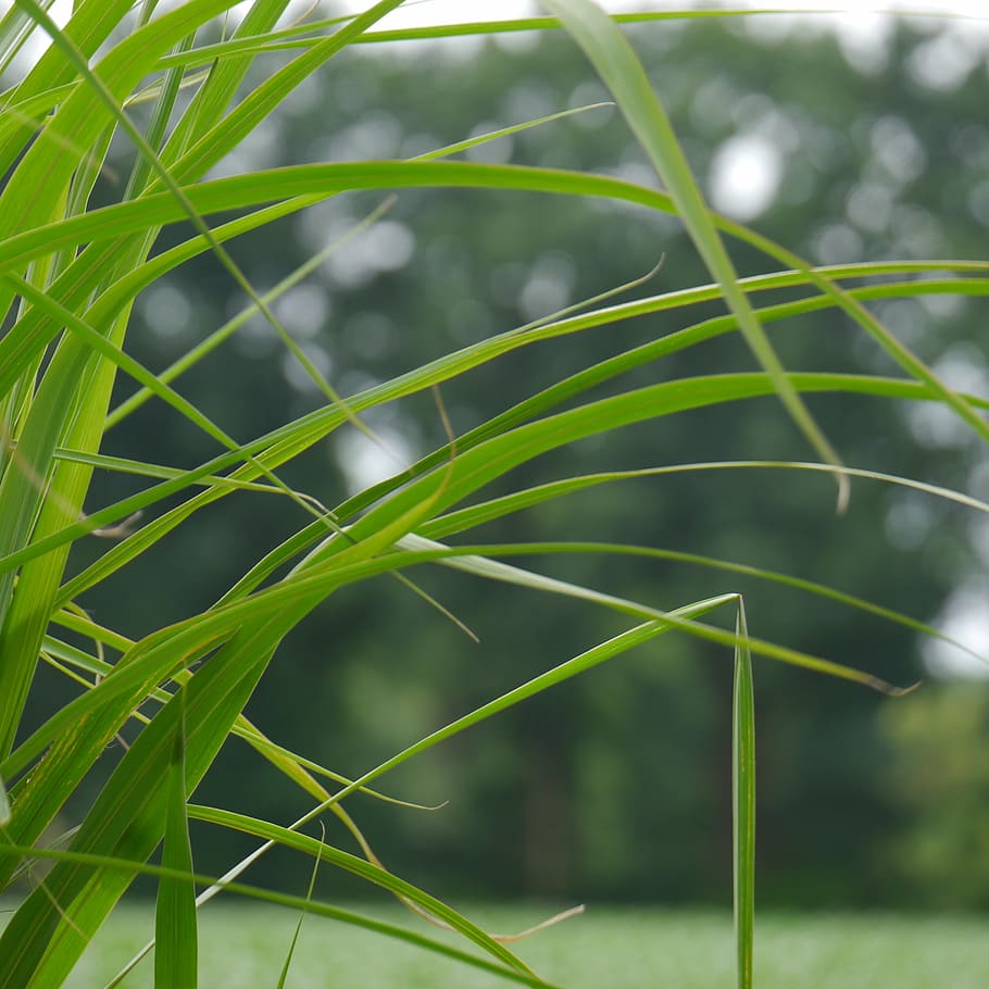 grass, nature, grasses, landscape, game grass, plant, blade of grass HD wallpaper
