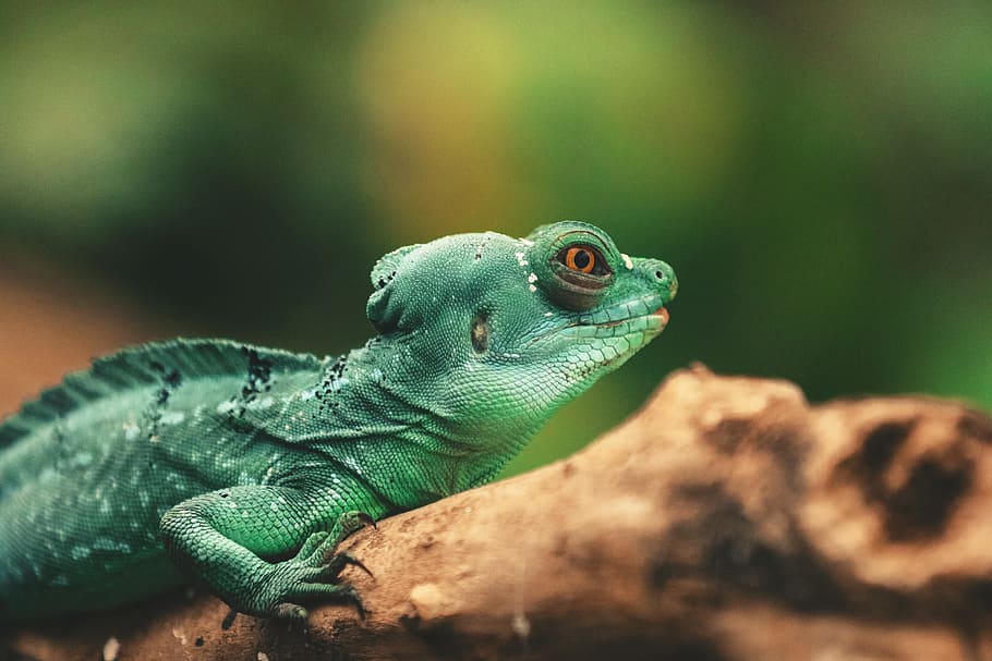 Closeup shot of a lizard reptile, nature, animal, animals, natural, HD wallpaper