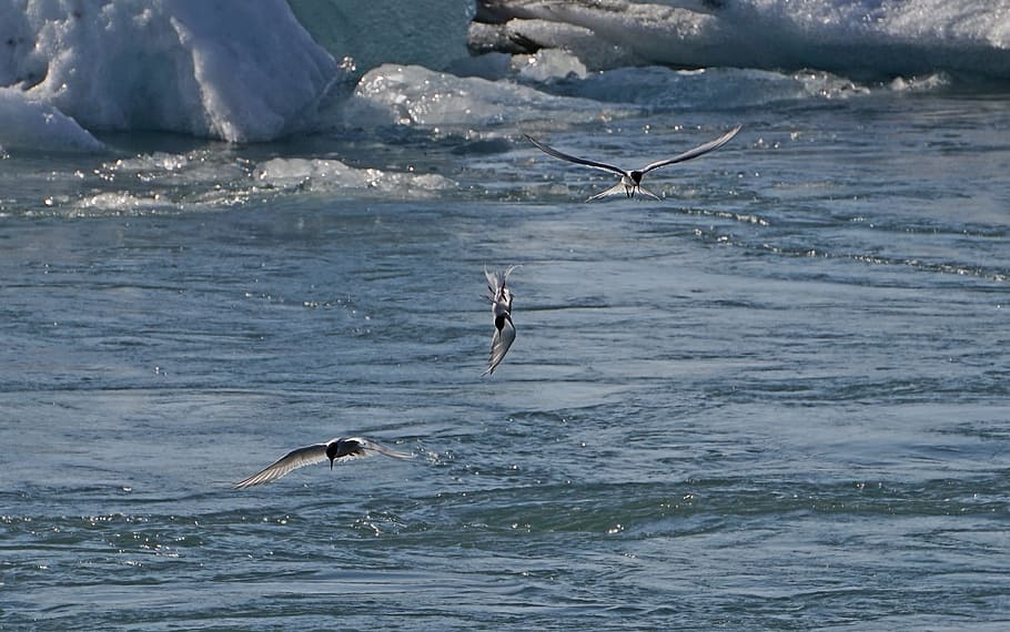 glacial lake, birds, hunt, fish, arctic tern, iceland, animals in the wild HD wallpaper