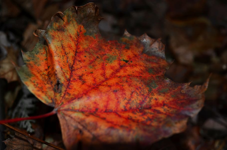 leaf, maple, red, autumn, fall, nature, leaves, tree, orange, HD wallpaper