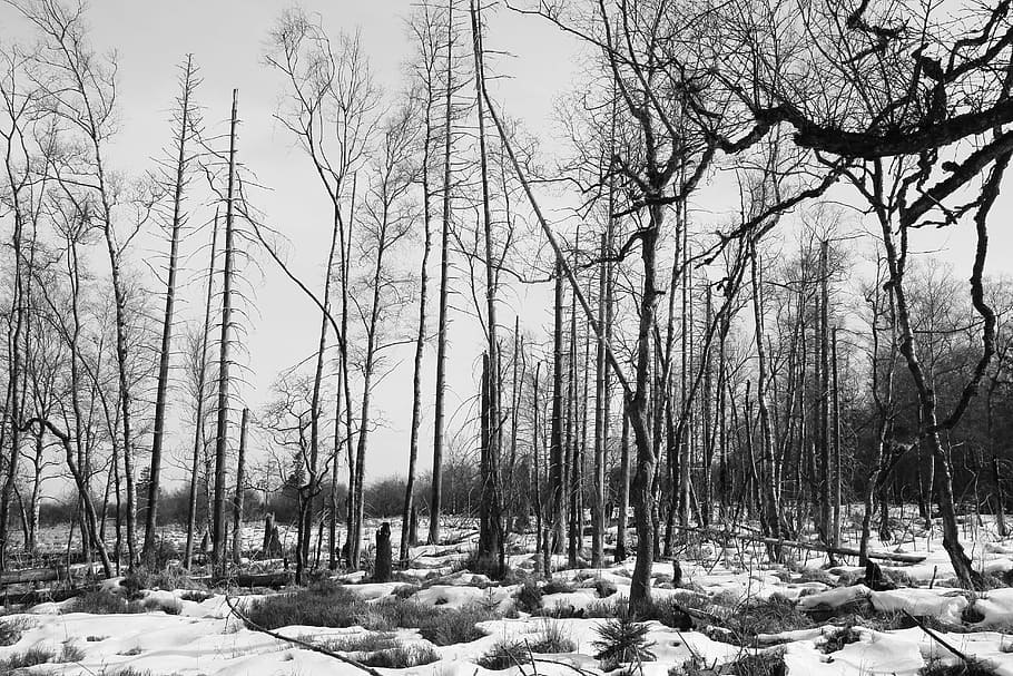 forest, trees, waldsterben, dead plant, mood, bleak, sad, kahl HD wallpaper