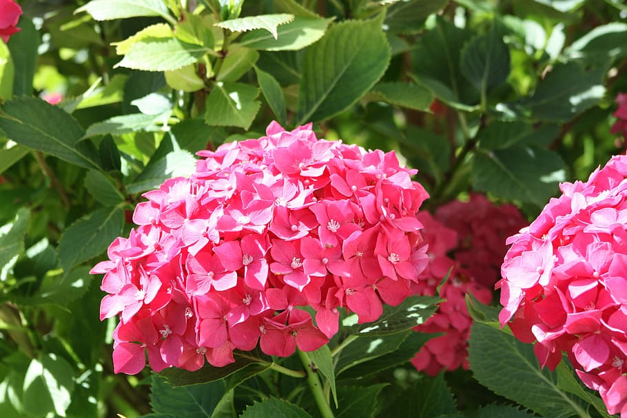 Hydrangea, Blossom, Bloom, Pink, hydrangea flower, pink color HD wallpaper
