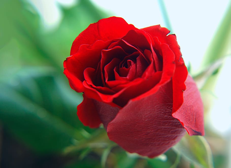 roses, red, natural, flower, flowering plant, beauty in nature HD wallpaper