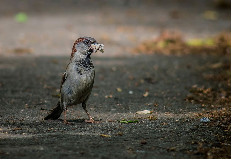 the sparrow, bird, the male sparrow, bread crumb, real, nature, HD wallpaper